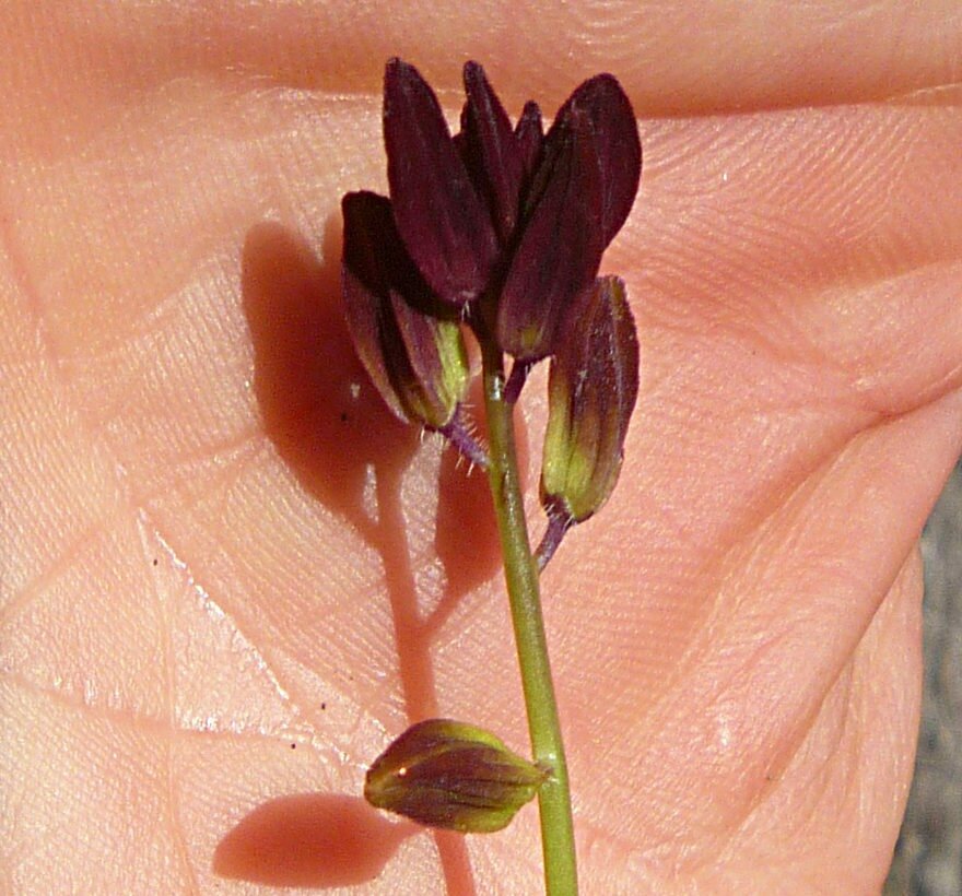 High Resolution Caulanthus coulteri Flower